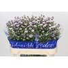 Aster Claudia