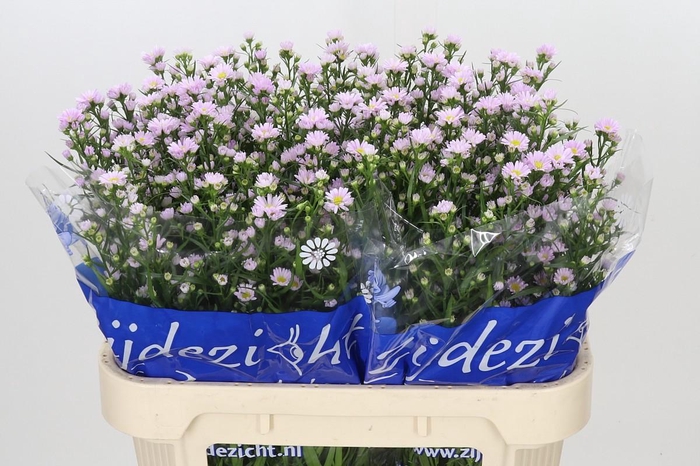 <h4>Aster Claudia</h4>