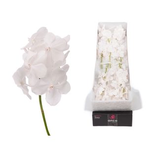 Vanda Diamond White