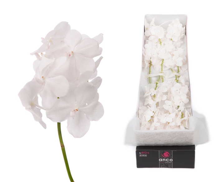 <h4>Vanda Diamond White</h4>