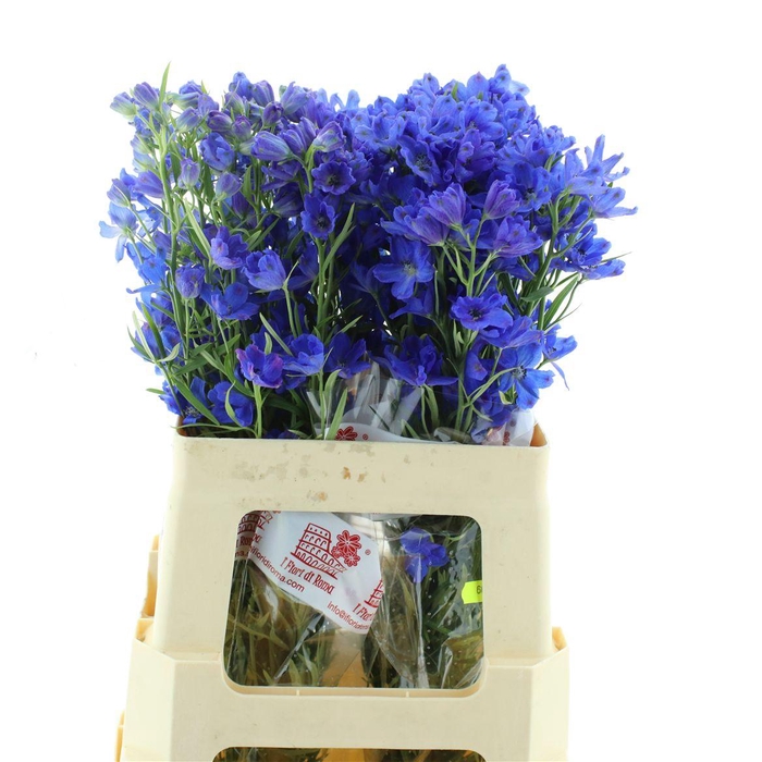 <h4>Delph En Jenny Pearl</h4>