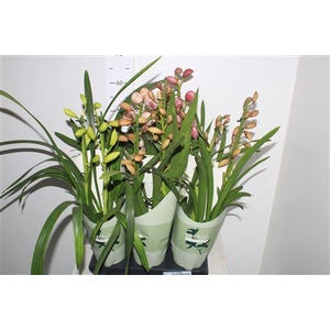 Cymbidium Gem 2 Branches