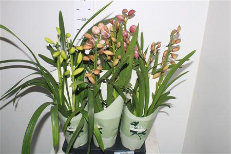 <h4>Cymbidium Gem 2 Branches</h4>
