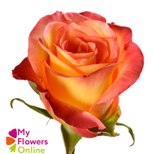 R Gr Encanto Orange 60cm EC