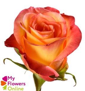 <h4>R Gr Encanto Orange 60cm EC</h4>