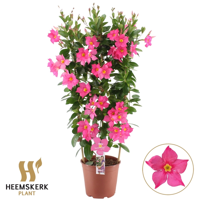 <h4>MANDE SUMMERST EA EY</h4>