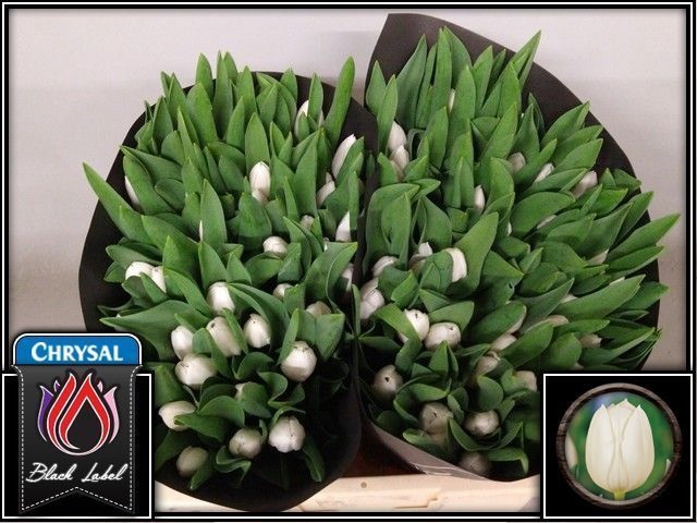 <h4>Tulipa si royal virgin</h4>