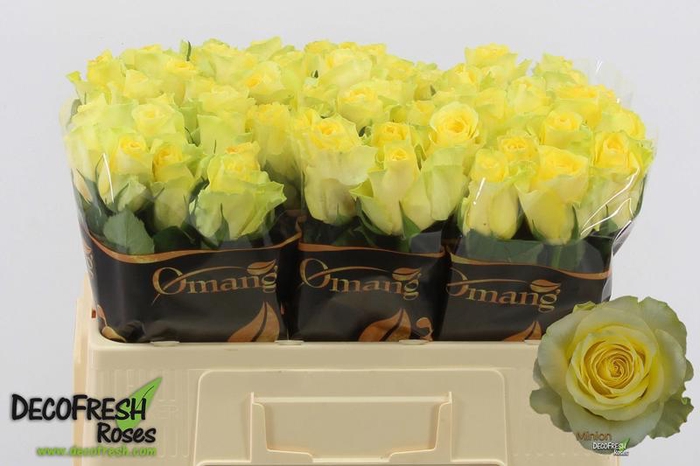 <h4>R Gr Minion Rose Omang</h4>