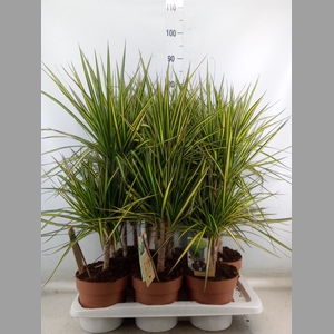 Dracaena marg. 'Sunray'
