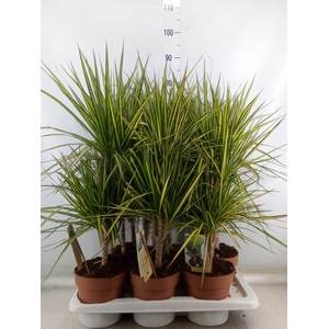 Dracaena marg. 'Sunray'