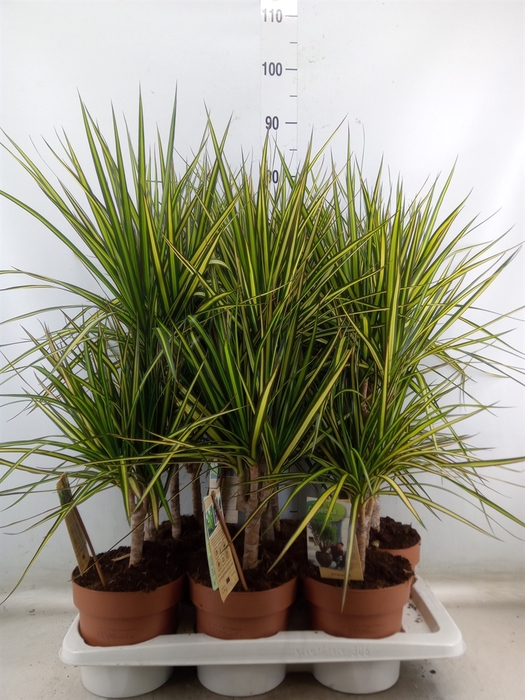 <h4>Dracaena marg. 'Sunray'</h4>