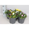 Viola cornuta 19 cm mix Diverse soorten