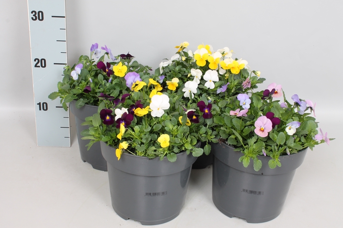 Viola cornuta 19 cm mix Diverse soorten