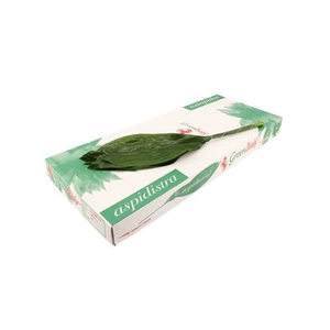 Aspidistra elatior per bos