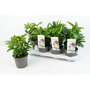 Helleborus orientalis mix (rauw)