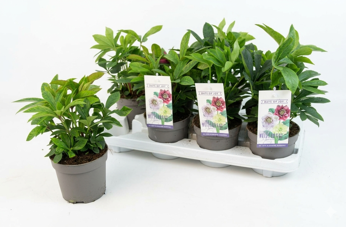<h4>Helleborus orientalis mix (rauw)</h4>