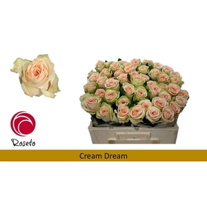 R Gr Cream Dream