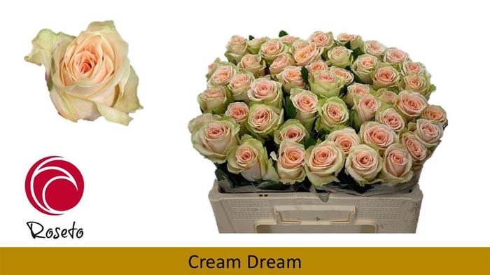 <h4>R Gr Cream Dream</h4>