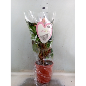 Anthurium  'Pr. Amalia Hot Lips''