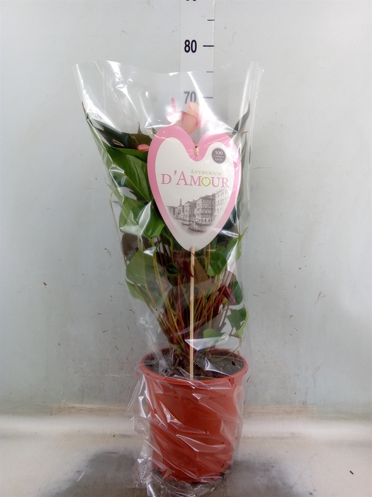 <h4>Anthurium  'Pr. Amalia Hot Lips''</h4>
