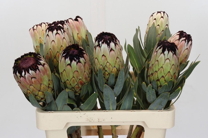 <h4>Protea Niobe</h4>