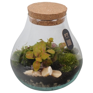 Arr.   Kamerplant Groen L%