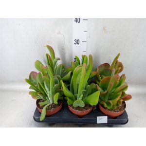 Kalanchoe NF   ...