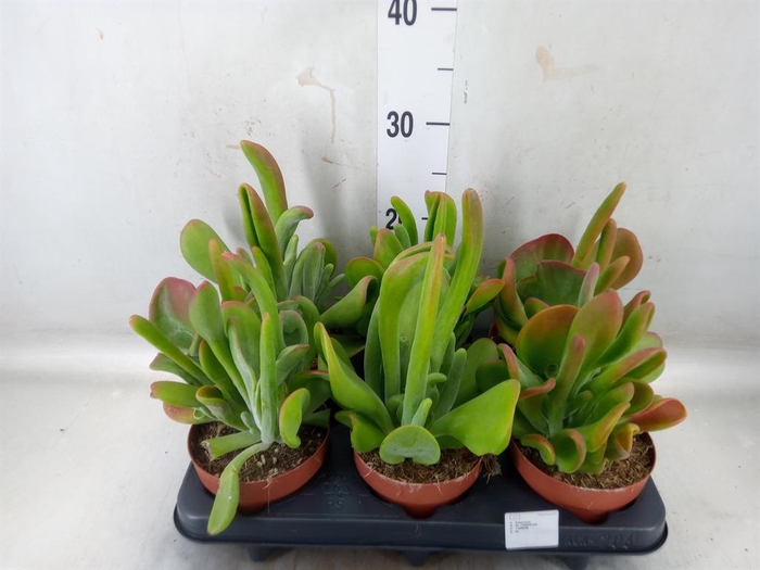 <h4>Kalanchoe NF   ...</h4>