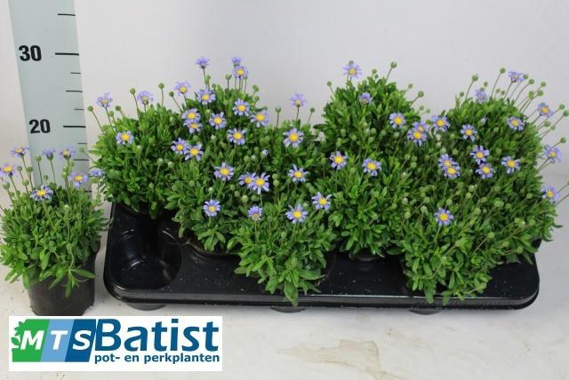 <h4>FELI AM FELICIT BLUE</h4>