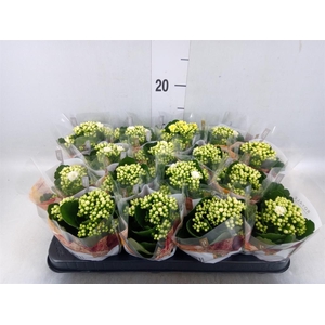 Kalanchoe blos. 'RosDon Dione'