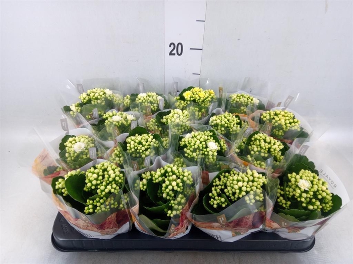 <h4>Kalanchoe blos. 'RosDon Dione'</h4>