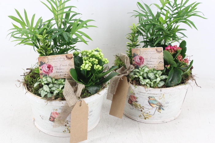 <h4>arr2 TD - Schaal rond bird - roze/wit</h4>