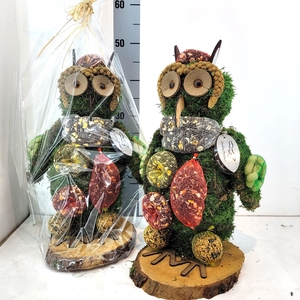 Bos Uil in Kado Folie