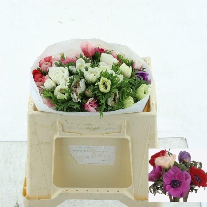 <h4>ANEM CO FULLSTAR GEM</h4>