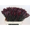 Leucadendron Saf Sunset Dark R.