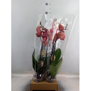 Phalaenopsis  'Elegant Cascade'