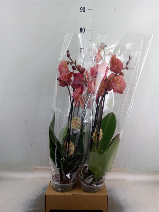 <h4>Phalaenopsis  'Elegant Cascade'</h4>