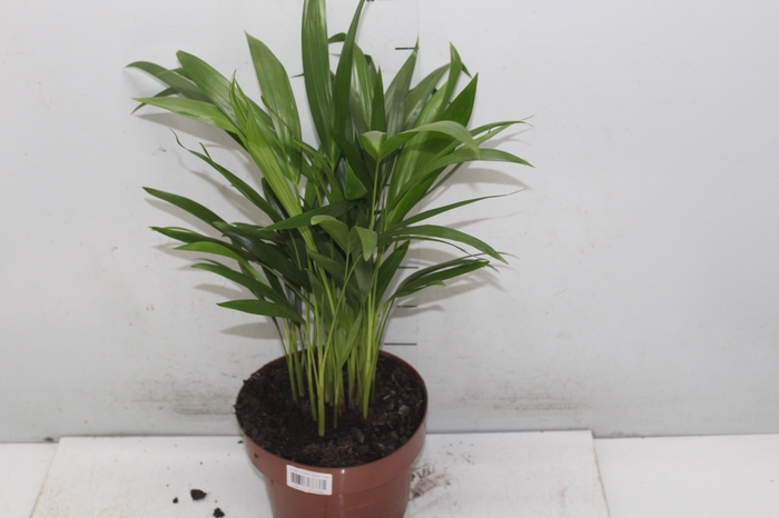 <h4>ARECA BAMBU P20</h4>