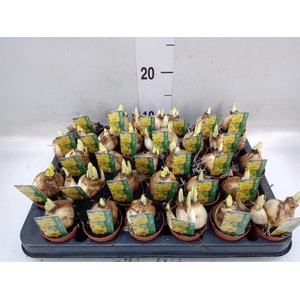 Narcissus  'Tete a tete'