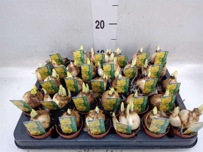 <h4>Narcissus  'Tete a tete'</h4>