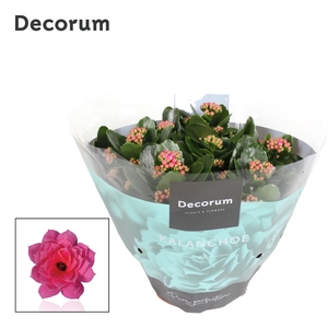 Kalanchoe Decorum - Pink