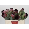 Protea African Didi