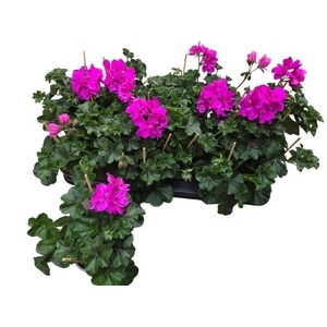 PEL PELT P BUTTERFLY