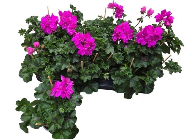 <h4>PEL PELT P BUTTERFLY</h4>