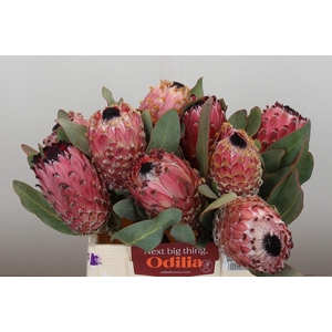 Protea Barbigera