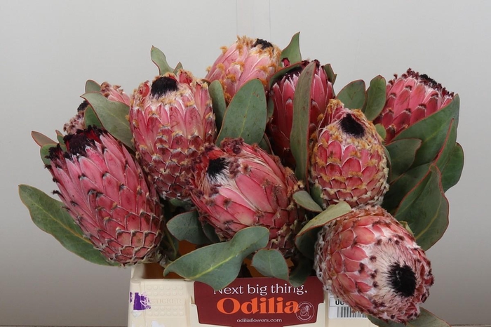 <h4>Protea Barbigera</h4>