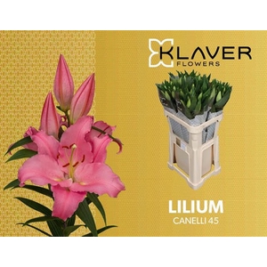 Li Or Canelli 4+ Klaver Lily