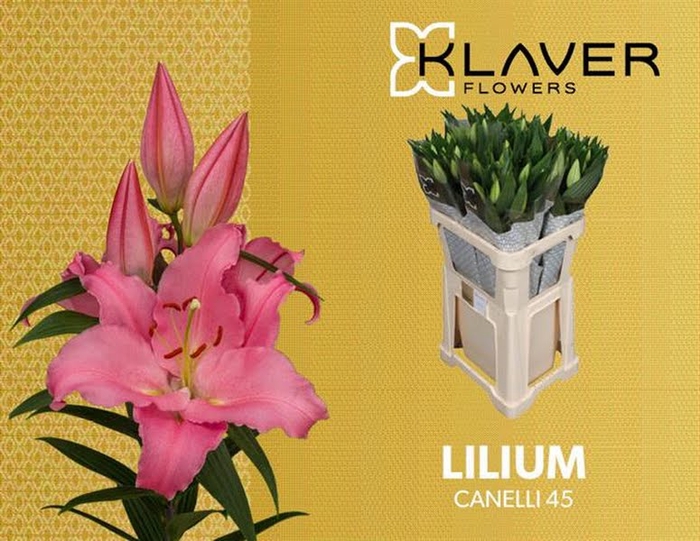 <h4>Li Or Canelli 4+ Klaver Lily</h4>