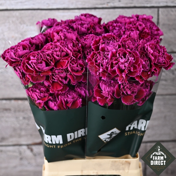 <h4>DI ST NOBBIO VIOLET</h4>