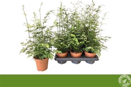 <h4>Pteris Evergemienis</h4>